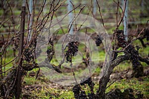 Winter time on Champagne grand cru vineyard near Verzenay and Mailly, rows of old grape vines without leave, wine making in France