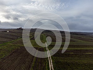 Winter time on Champagne grand cru vineyard near Verzenay and Mailly, rows of old grape vines without leave, wine making in France