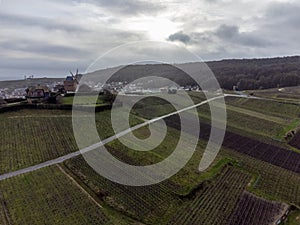 Winter time on Champagne grand cru vineyard near Verzenay and Mailly, rows of old grape vines without leave, wine making in France