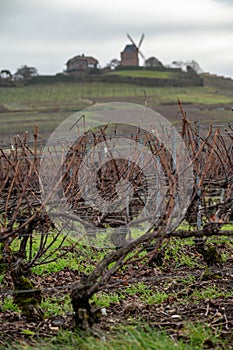 Winter time on Champagne grand cru vineyard near Verzenay and Mailly, rows of old grape vines without leave, wine making in France