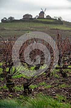 Winter time on Champagne grand cru vineyard near Verzenay and Mailly, rows of old grape vines without leave, wine making in France