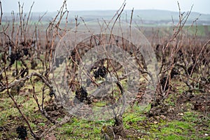 Winter time on Champagne grand cru vineyard near Verzenay and Mailly, rows of old grape vines without leave, wine making in France