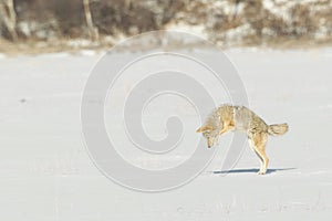 Šmirgľový kojot snaží na úlovok v sneh 