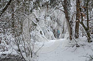 Winter time. The hikers are hikking in winter forest