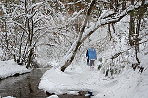 Winter time. The hikers are hikking in winter forest