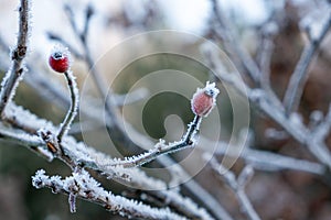 winter time, hoarfrost on rose hips, frosty morning, rose hip in winter