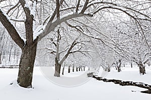 Winter time in Hurd Park, Dover, NJ photo