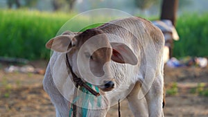 Winter time, a innocent calf standing in a pasture field. Pink muzzle cow kid with shiny smooth hairs. Pets animal life concept