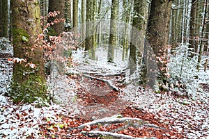 Winter time inside the forest on a misty day