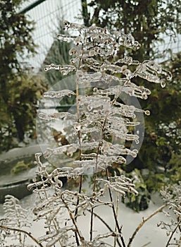 winter time,nature in ice and snow,trees covered with ice