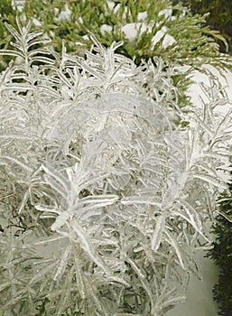 winter time,nature in ice and snow,trees covered with ice