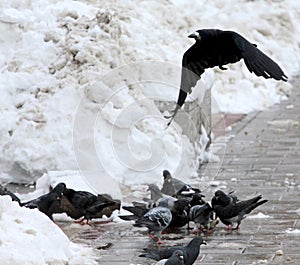 Winter time. Pigeons eat grain.A crow flies over them