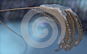 Winter Time Snow Covered Ornamental Sea Grass Plume