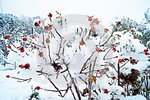 Winter time:  Snow covered Rose fruits