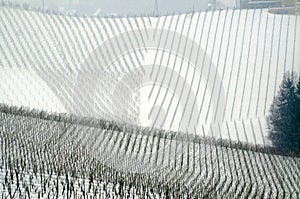 Winter time in the vineyard