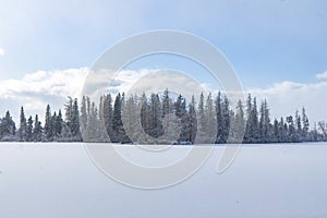 Winter time white ground snow cover and soft focus pine trees horizon background scenic view