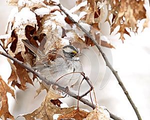 Wintertime white-throated sparrow