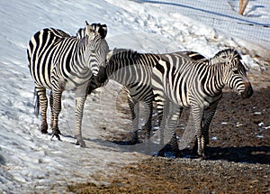 Winter time Zebras are several species of African equids