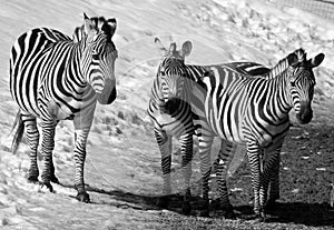 Winter time Zebras are several species of African equids