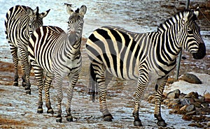 Winter time Zebras are several species of African equids horse family