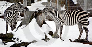 Winter time Zebras are several species of African equids