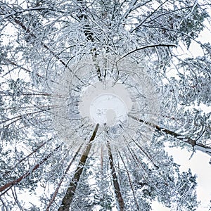 Winter tiny planet in snow covered forest. transformation of spherical panorama 360 degrees. Spherical abstract aerial view in