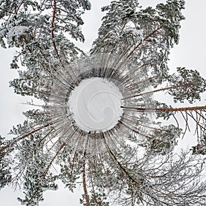 Winter tiny planet in snow covered pinery forest with transformation of spherical panorama 360 degrees in abstract aerial view in