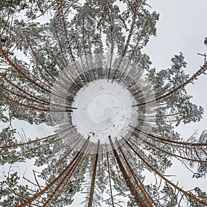 Winter tiny planet in snow covered pinery forest with transformation of spherical panorama 360 degrees in abstract aerial view in