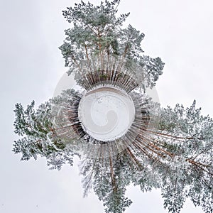 Winter tiny planet in snow covered pinery forest. transformation of spherical panorama 360 degrees. Spherical abstract aerial view