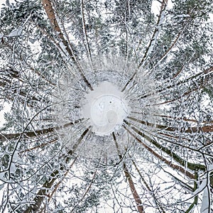 Winter tiny planet in snow covered pinery forest. transformation of spherical panorama 360 degrees. Spherical abstract aerial view