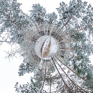 Winter tiny planet in snow covered pinery forest. transformation of spherical panorama 360 degrees. Spherical abstract aerial view