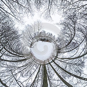 Winter tiny planet in snow covered pinery forest with transformation of spherical panorama 360 degrees in abstract aerial view in