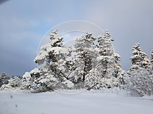 winter to Estland view, snow on trees, covered fields