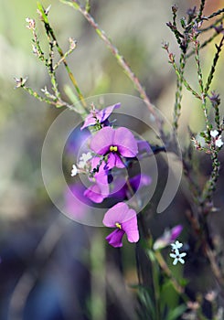 Winter to spring flowering Australian native purple pea flowers, Mirbelia speciosa, family Fabaceae