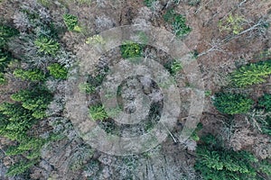 Winter top down view of mixed forest with naked broadleaf trees and evergreen coniferous trees.