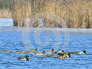 Winter in Tovacov,important birding area