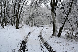 winter trail in forest