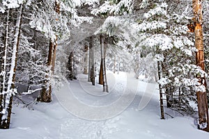 Winter trail in forest footsteps in snow