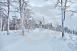 In winter, a trail in the mountains surrounded by snow-covered trees