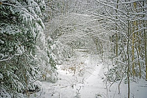 Winter Trail through a wooded area