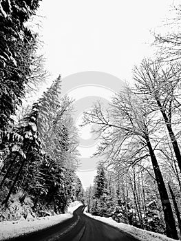 Winter travel on a forest road.
