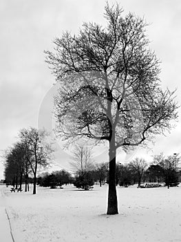 Winter Tree 01