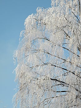 Winter tree