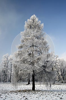 Un albero 