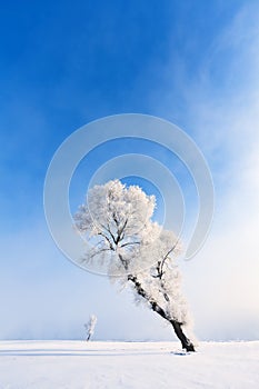 Winter tree