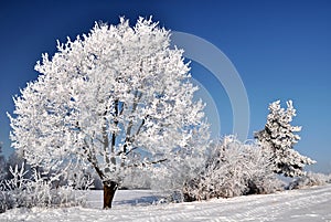 Winter tree