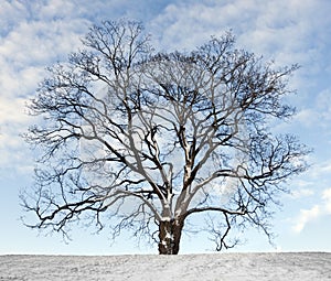 Winter tree