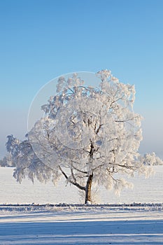 Winter tree