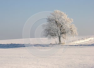 Un árbol 