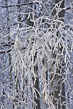 Winter tree